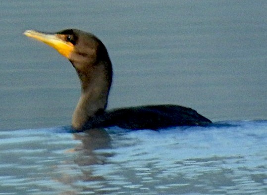 Double-crested Cormorant - ML641146469