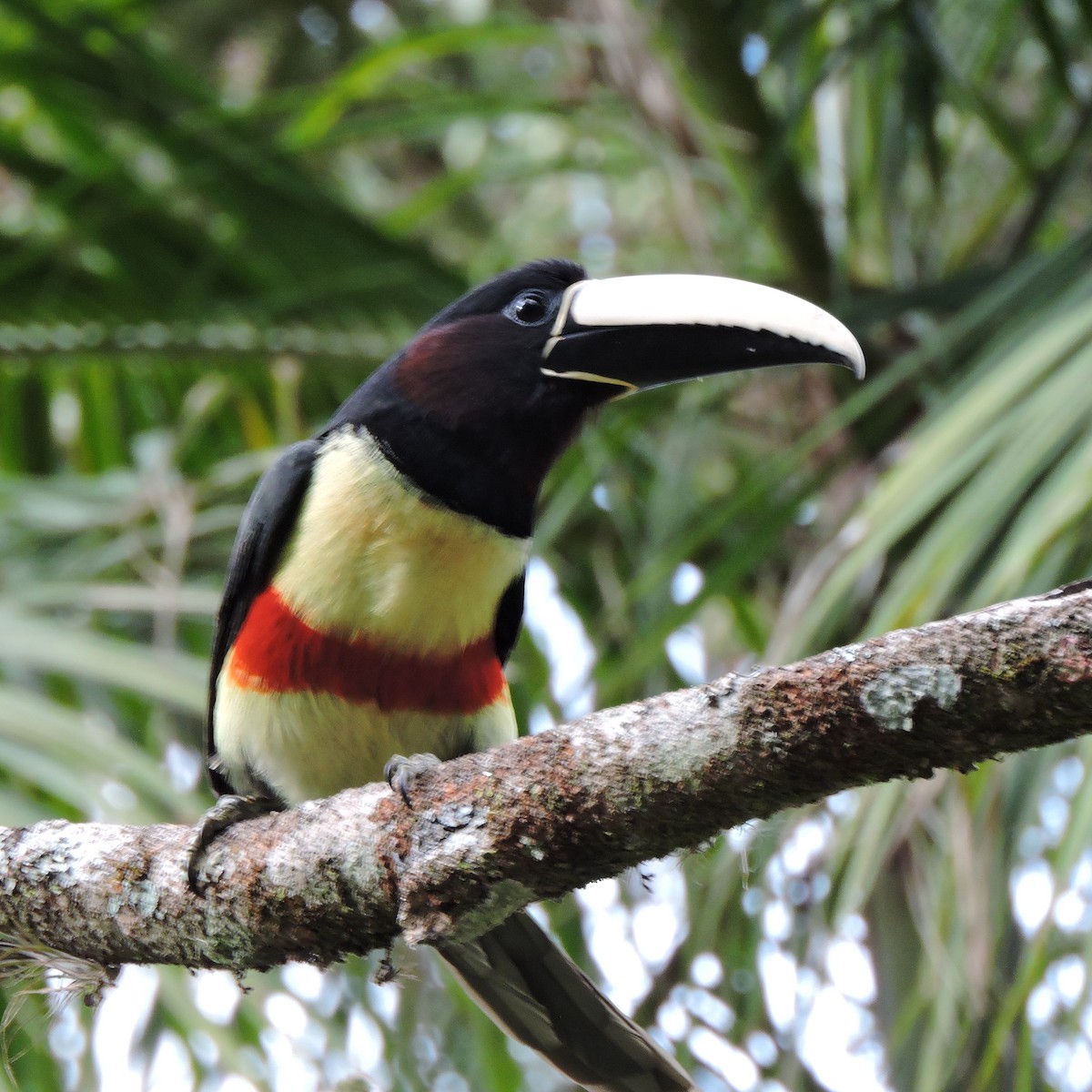 Black-necked Aracari - ML641146486