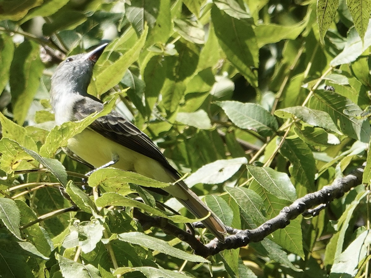 Great Crested Flycatcher - ML641146492