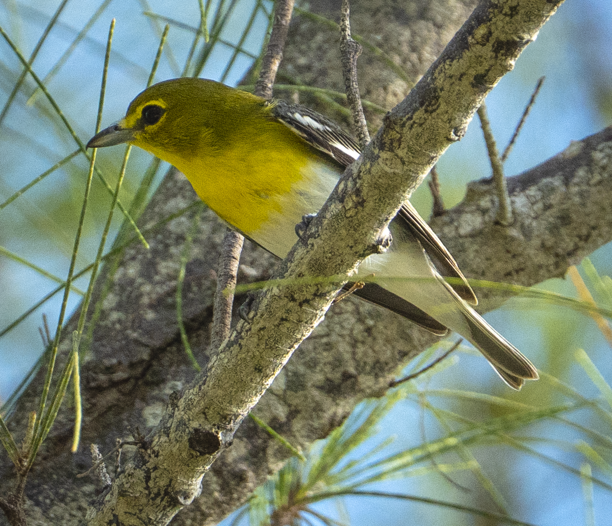 Yellow-throated Vireo - ML641146494