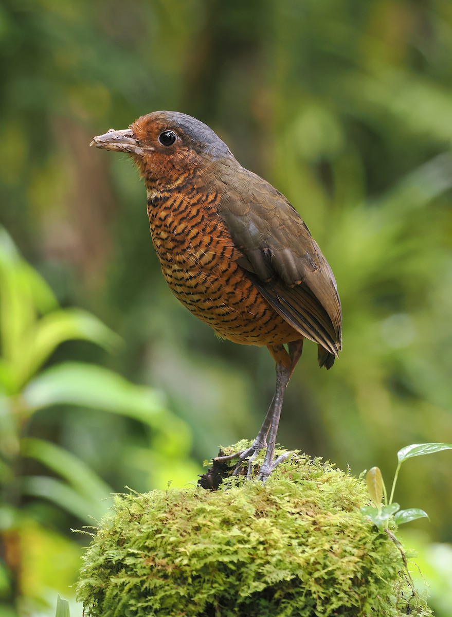 kjempemaurpitta - ML641146497