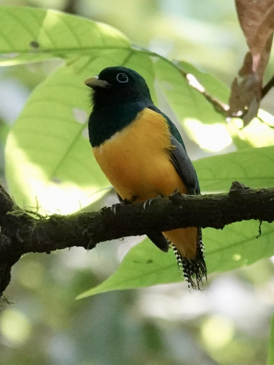 trogon modroocasý - ML641146499