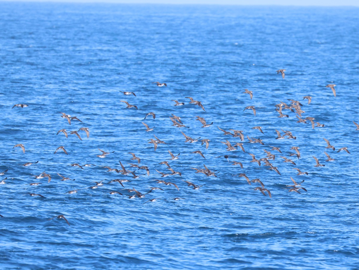 Black-vented Shearwater - ML641146506
