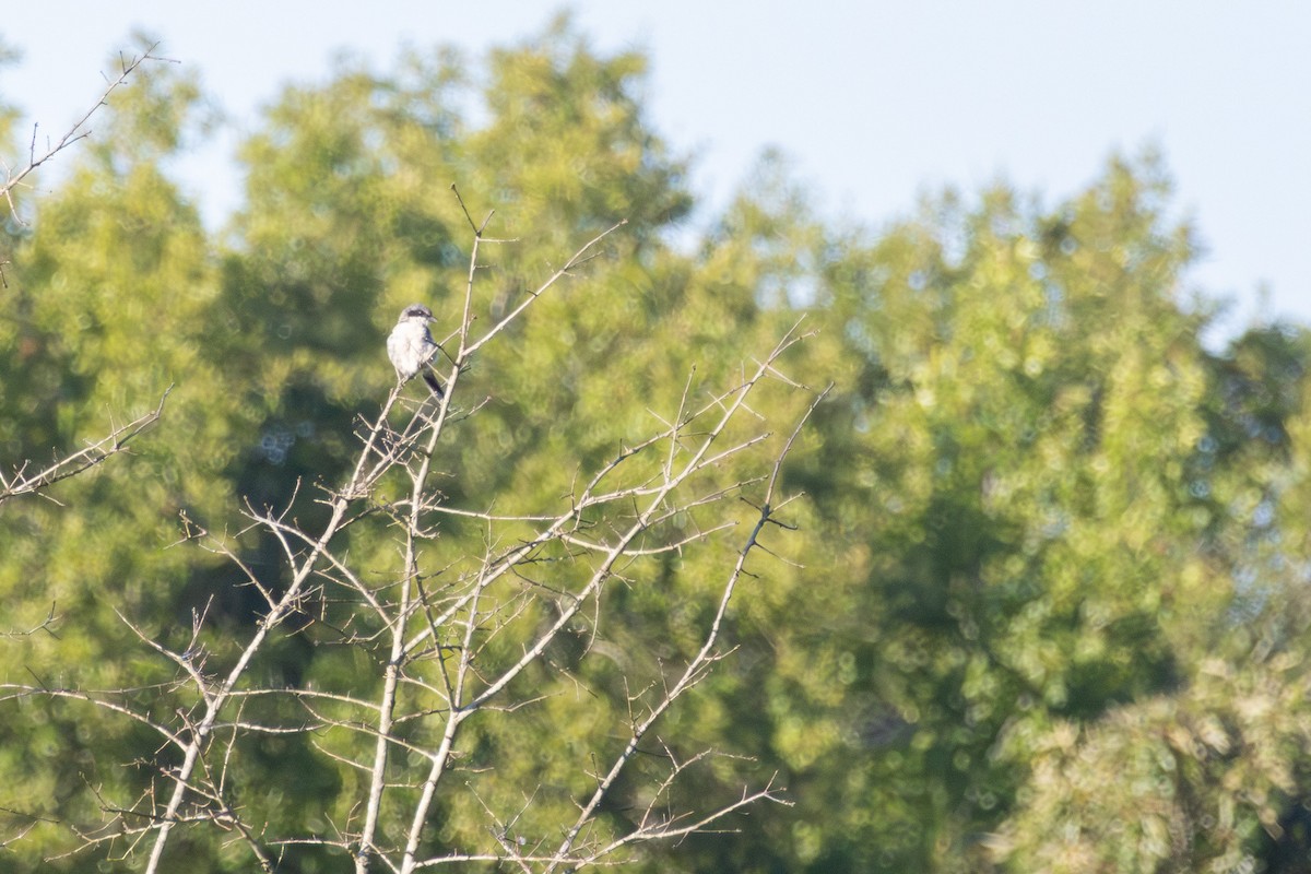 Loggerhead Shrike - ML641146509