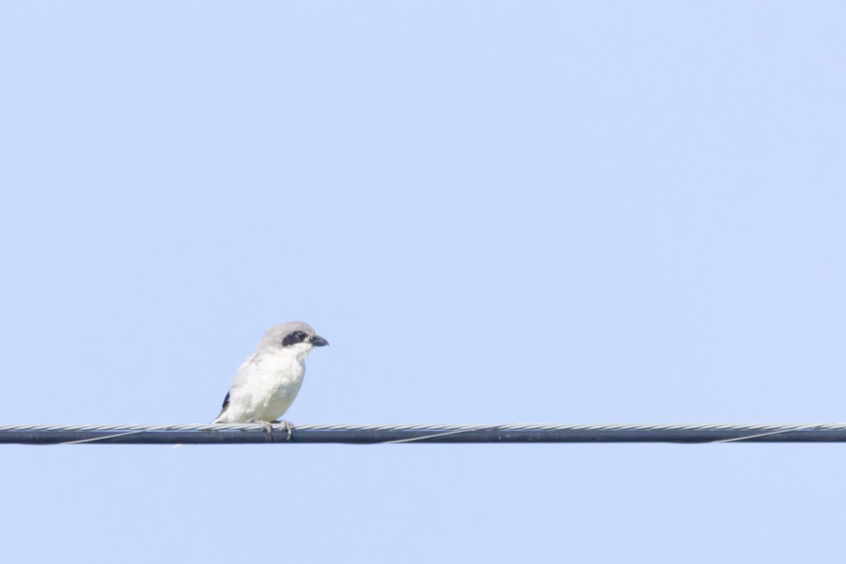 Loggerhead Shrike - ML641146510