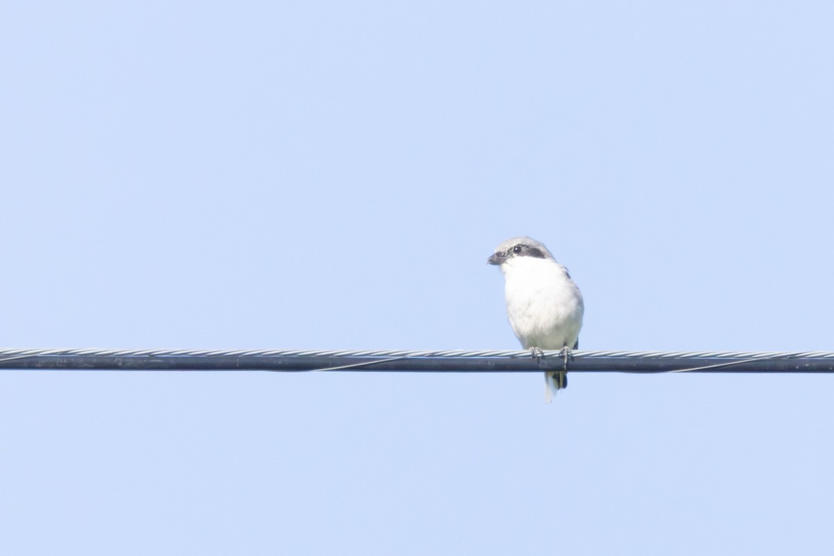 Loggerhead Shrike - ML641146511