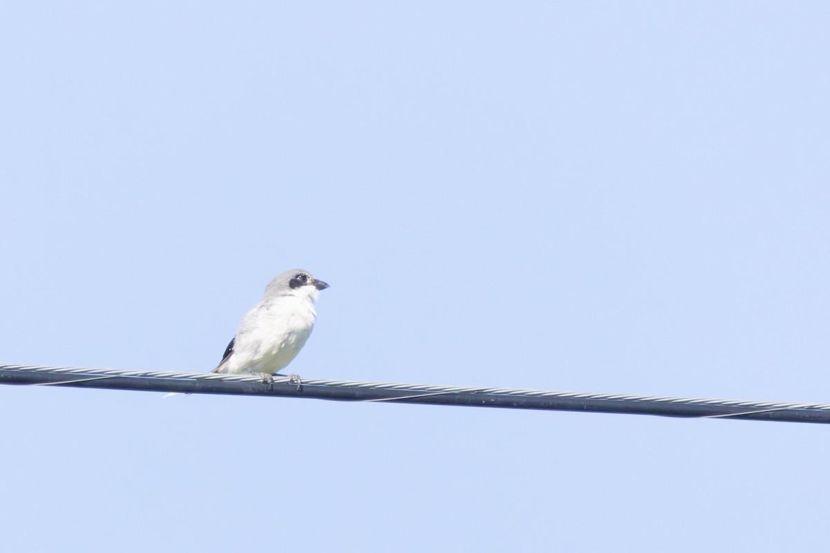 Loggerhead Shrike - ML641146512