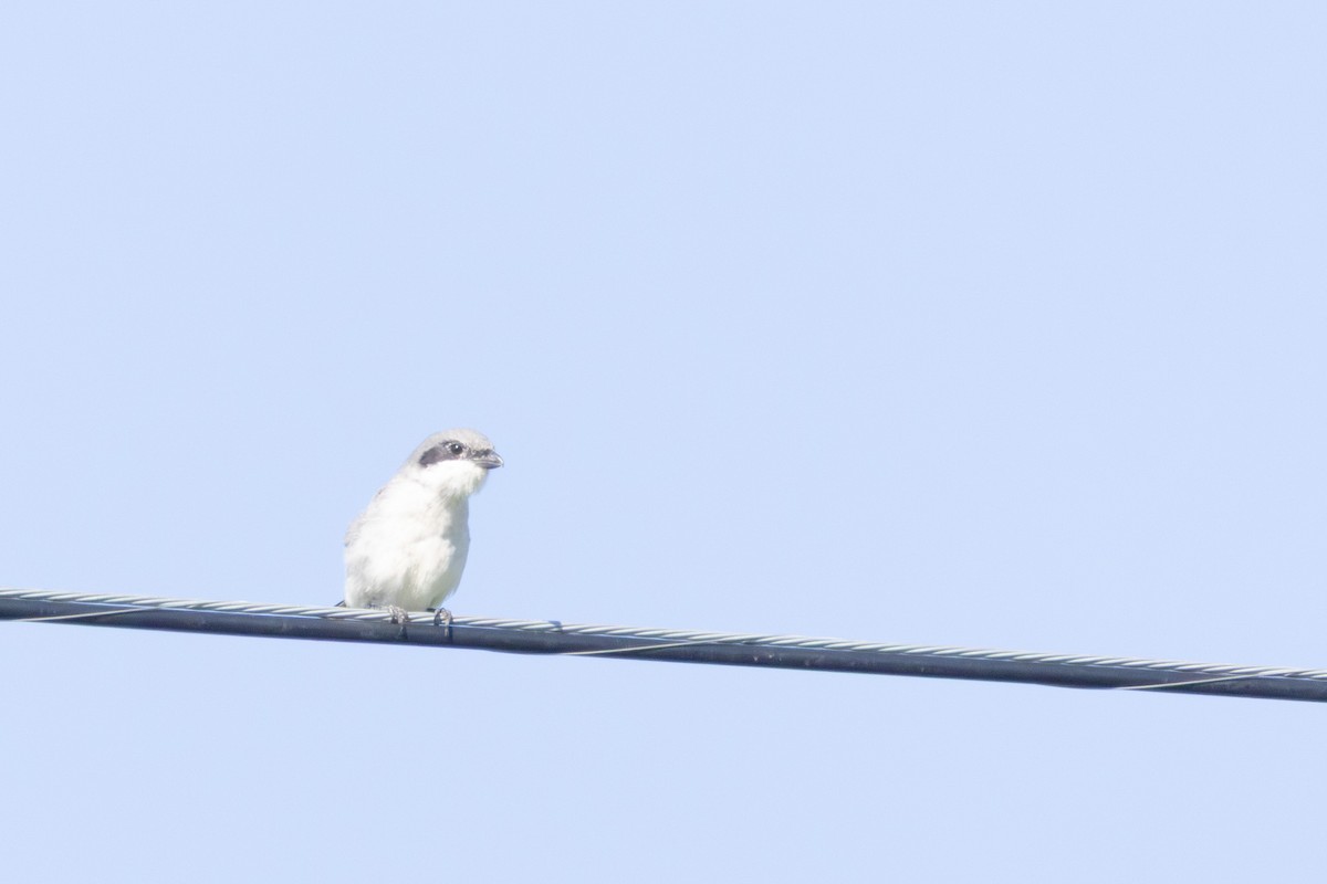 Loggerhead Shrike - ML641146513