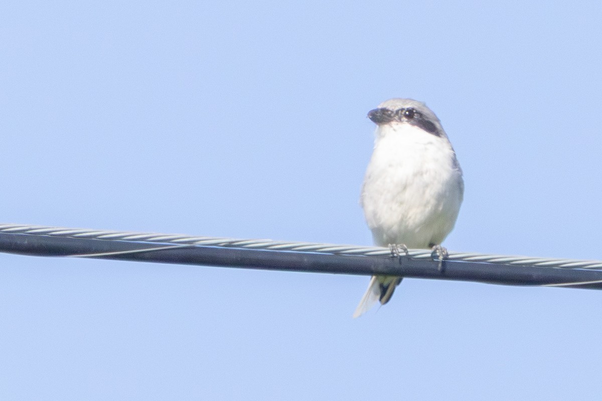 Loggerhead Shrike - ML641146514