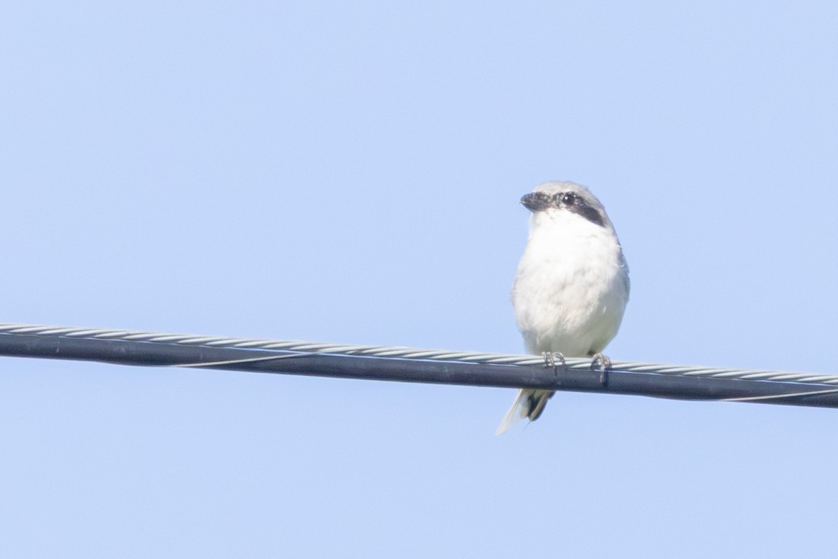 Loggerhead Shrike - ML641146516