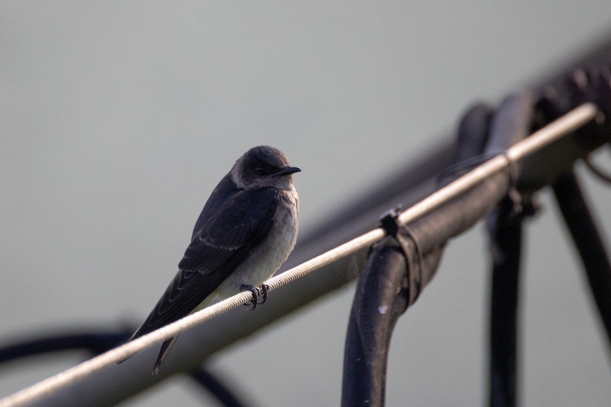Purple Martin - ML641146517