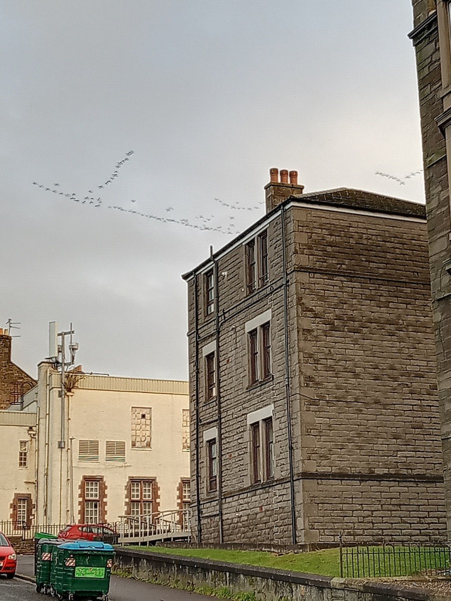 Pink-footed Goose - ML641146522