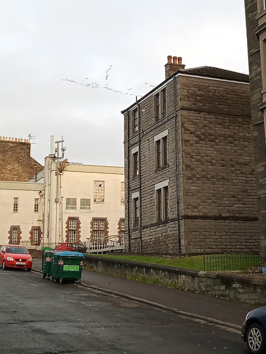 Pink-footed Goose - ML641146523