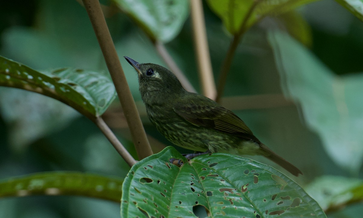 Olive-striped Flycatcher - ML641146525