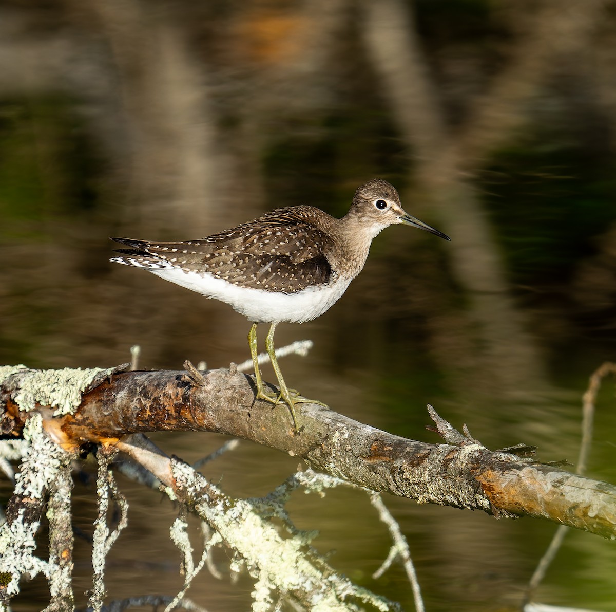 Solitary Sandpiper - ML641146526