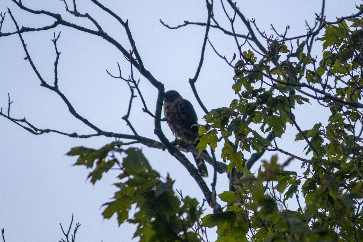 Merlin (Taiga) - ML641146537