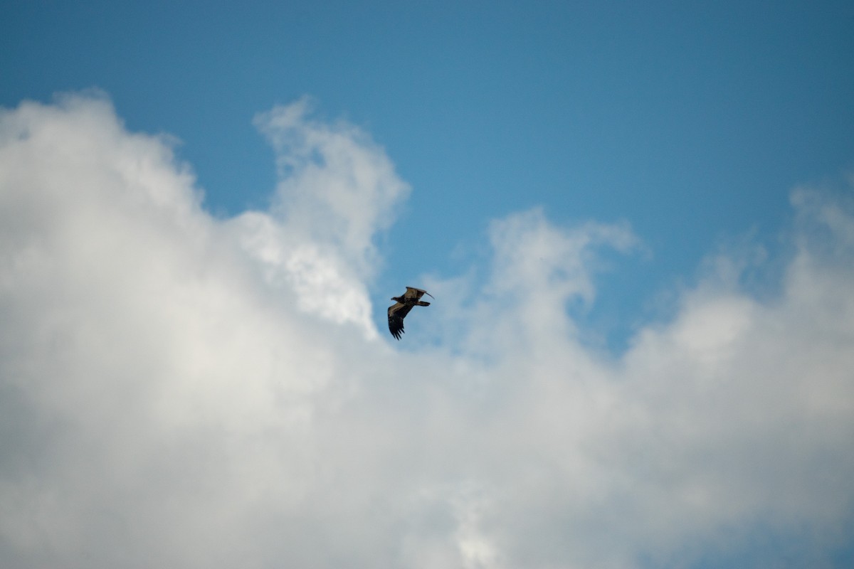 Bald Eagle - ML641146545