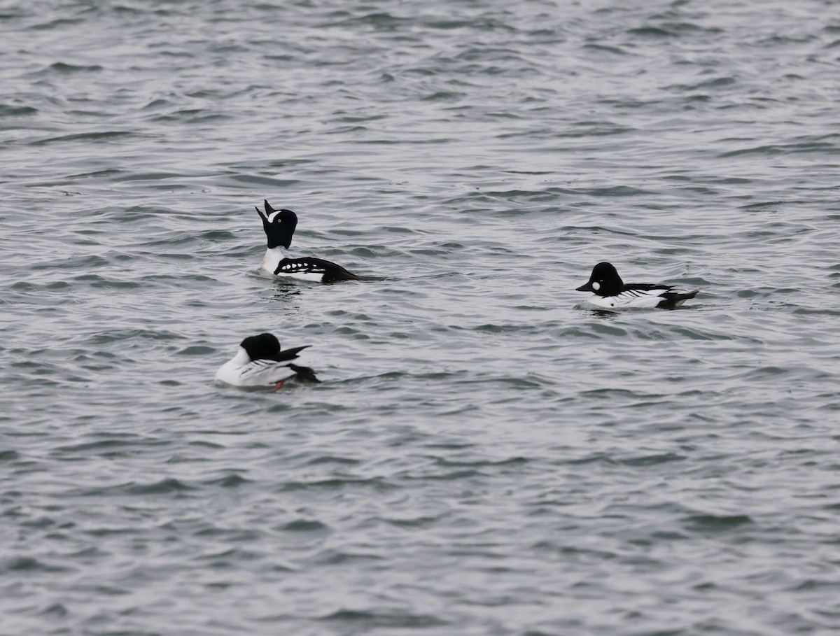 Barrow's Goldeneye - ML641146551