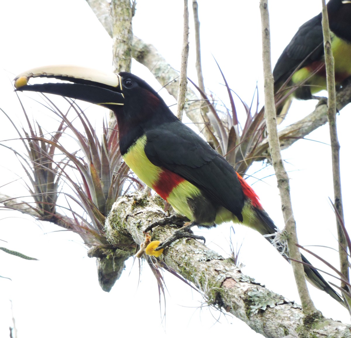Black-necked Aracari - ML641146552