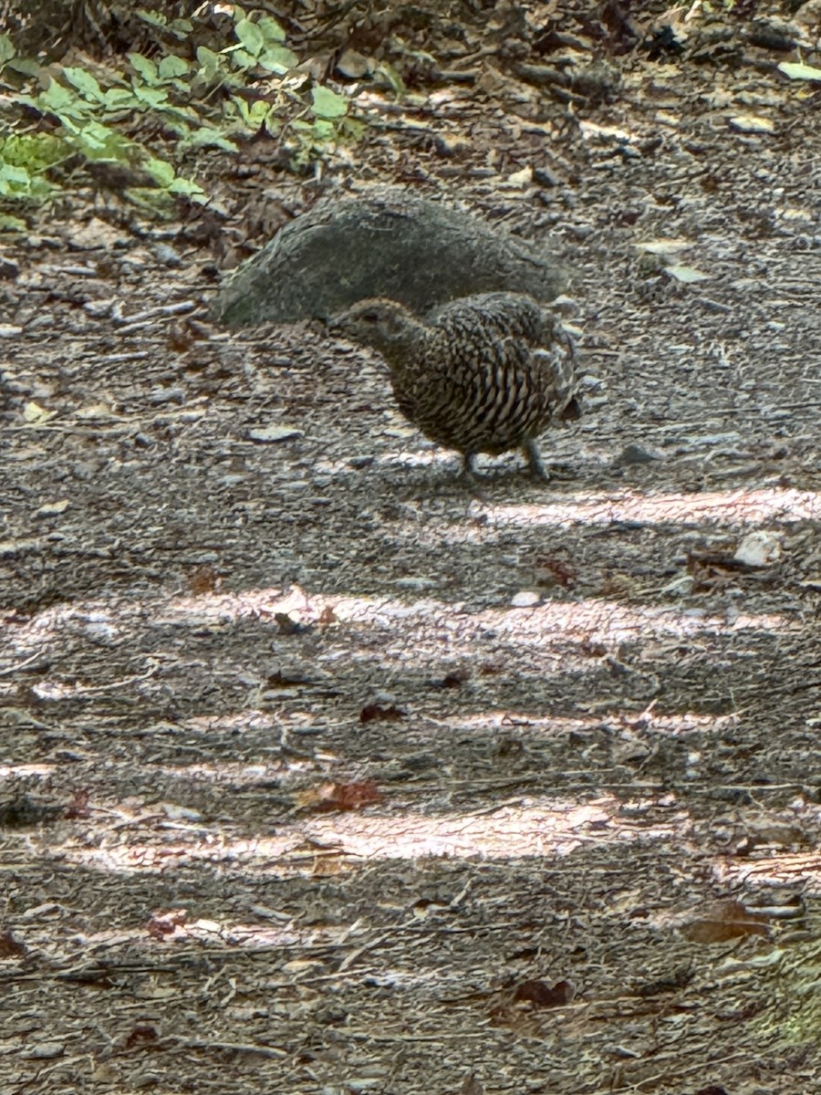 Spruce Grouse - ML641146566