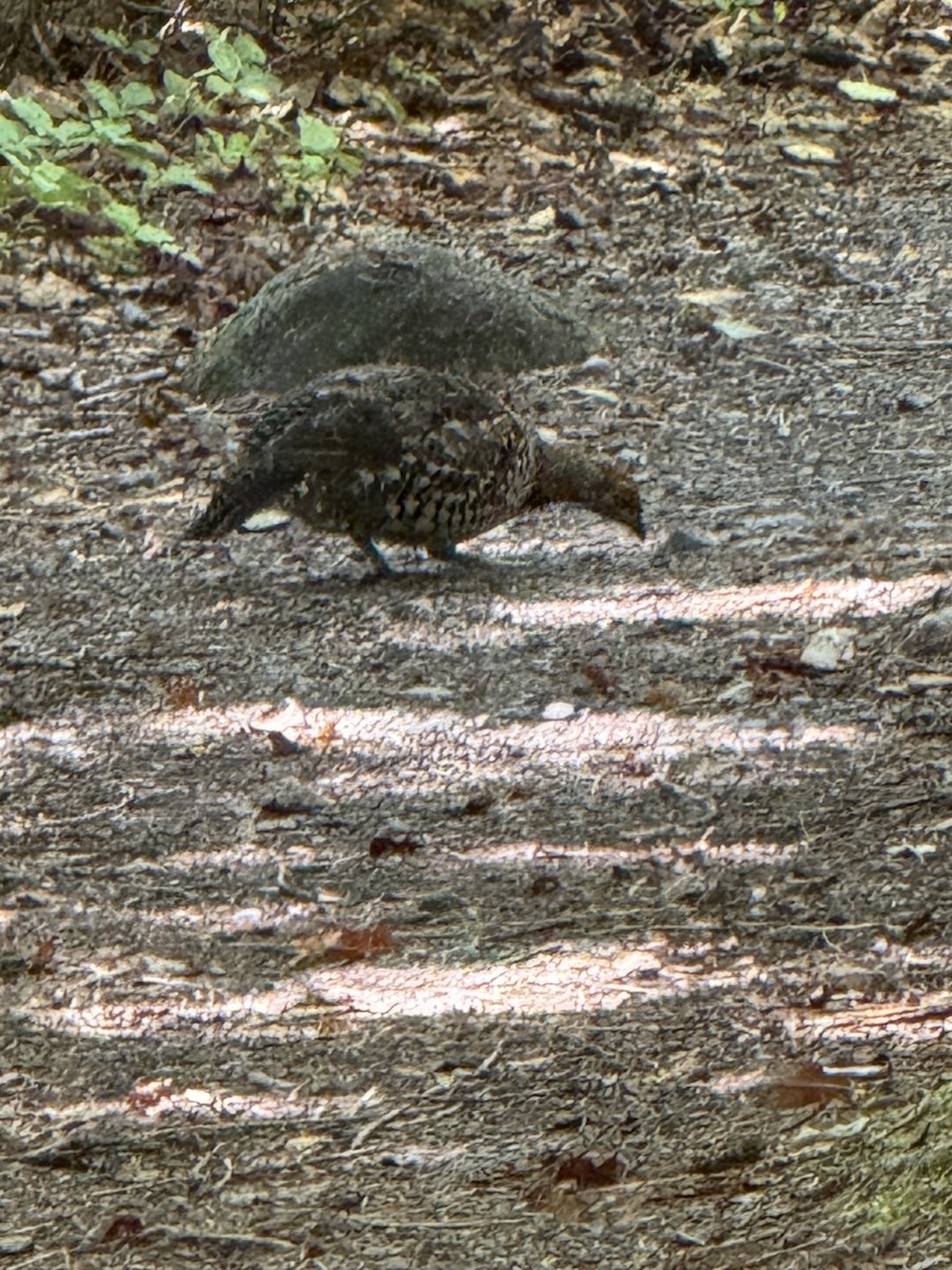 Spruce Grouse - ML641146567