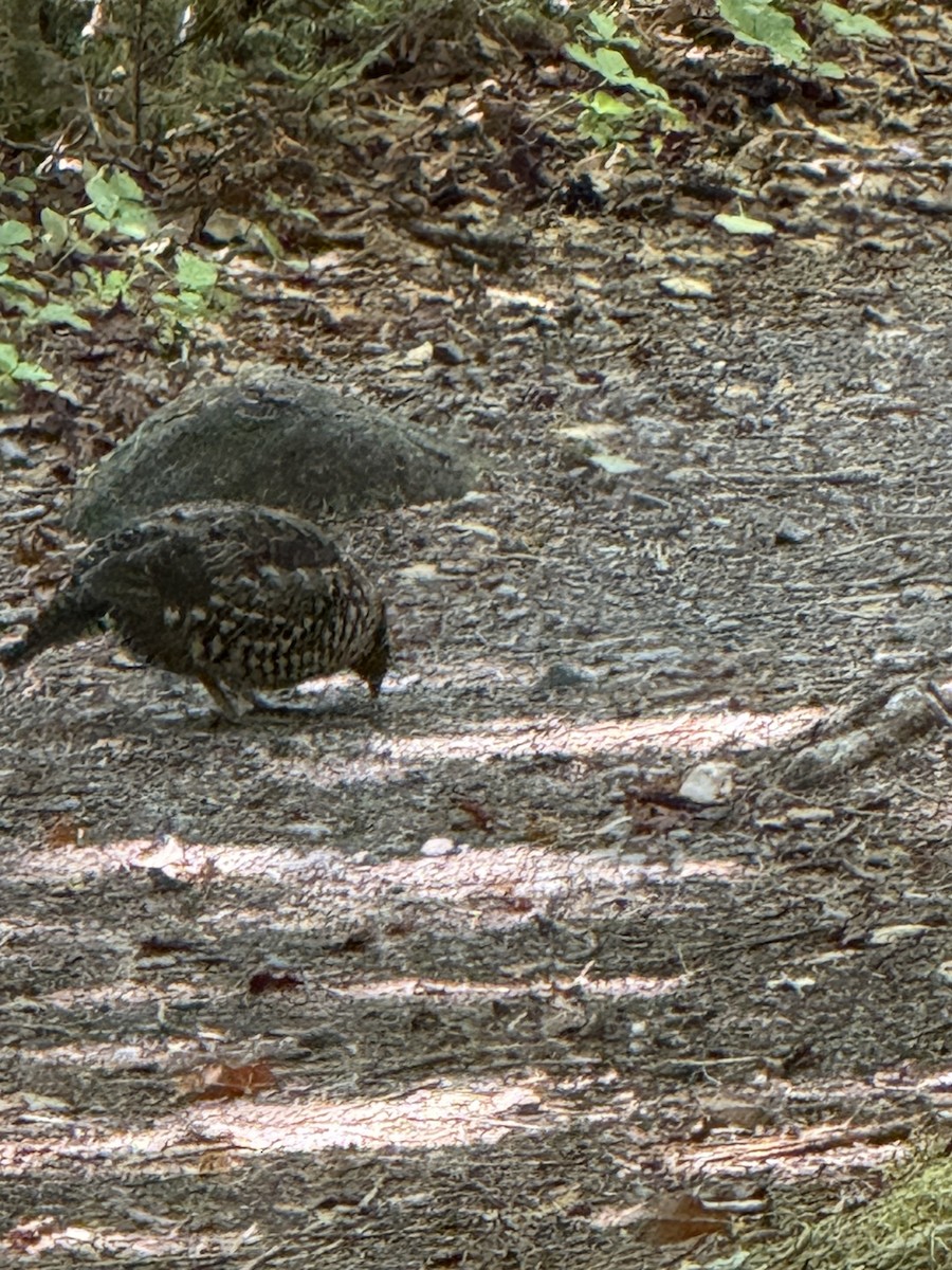 Spruce Grouse - ML641146568
