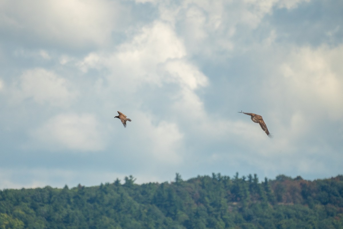 Bald Eagle - ML641146569