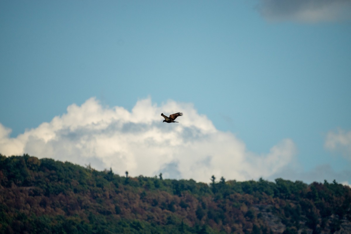Bald Eagle - ML641146570