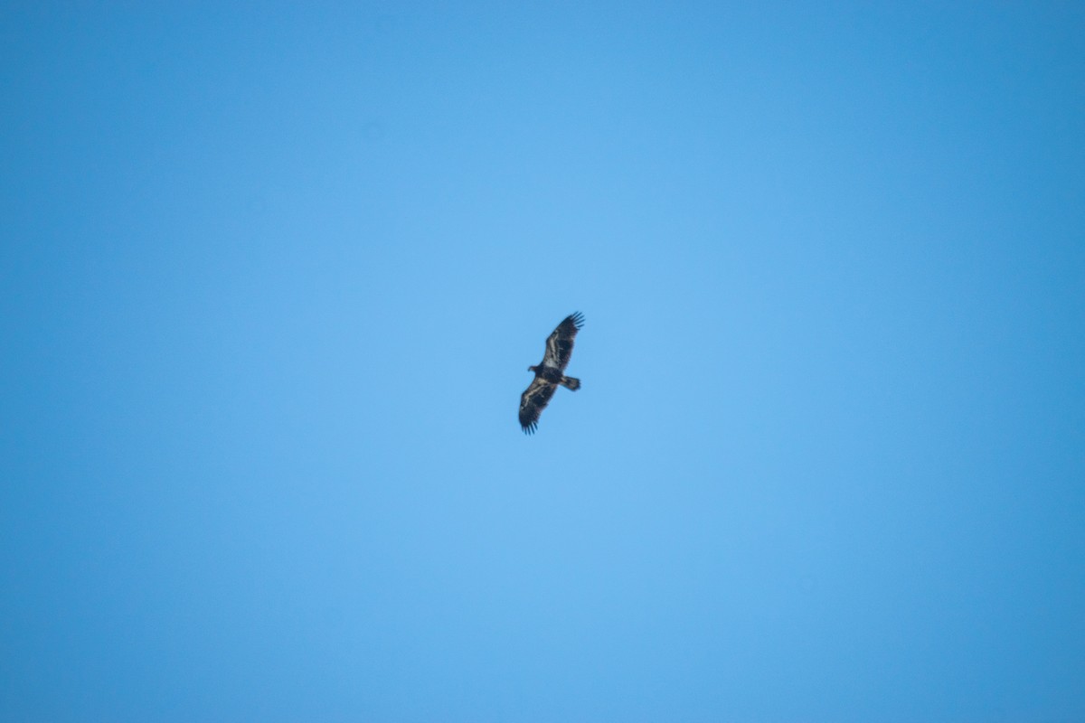 Bald Eagle - ML641146571