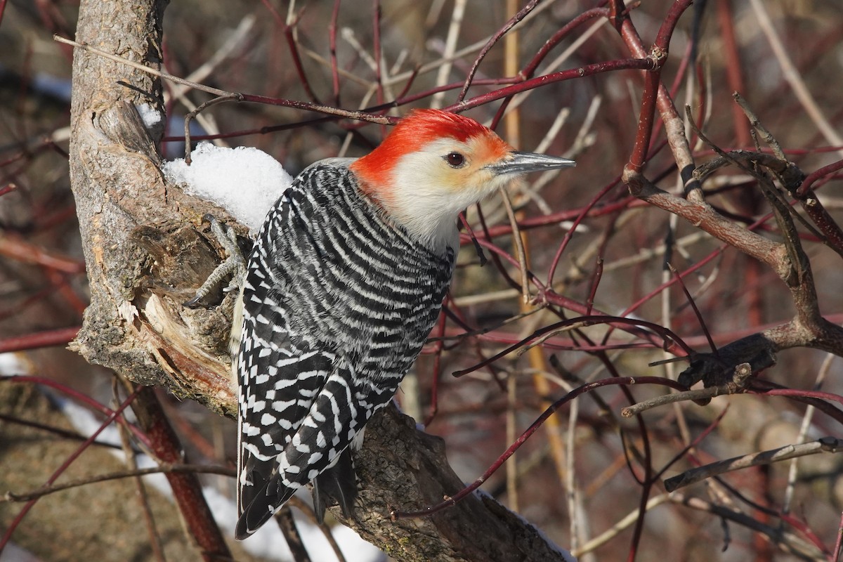Red-bellied Woodpecker - ML641146582
