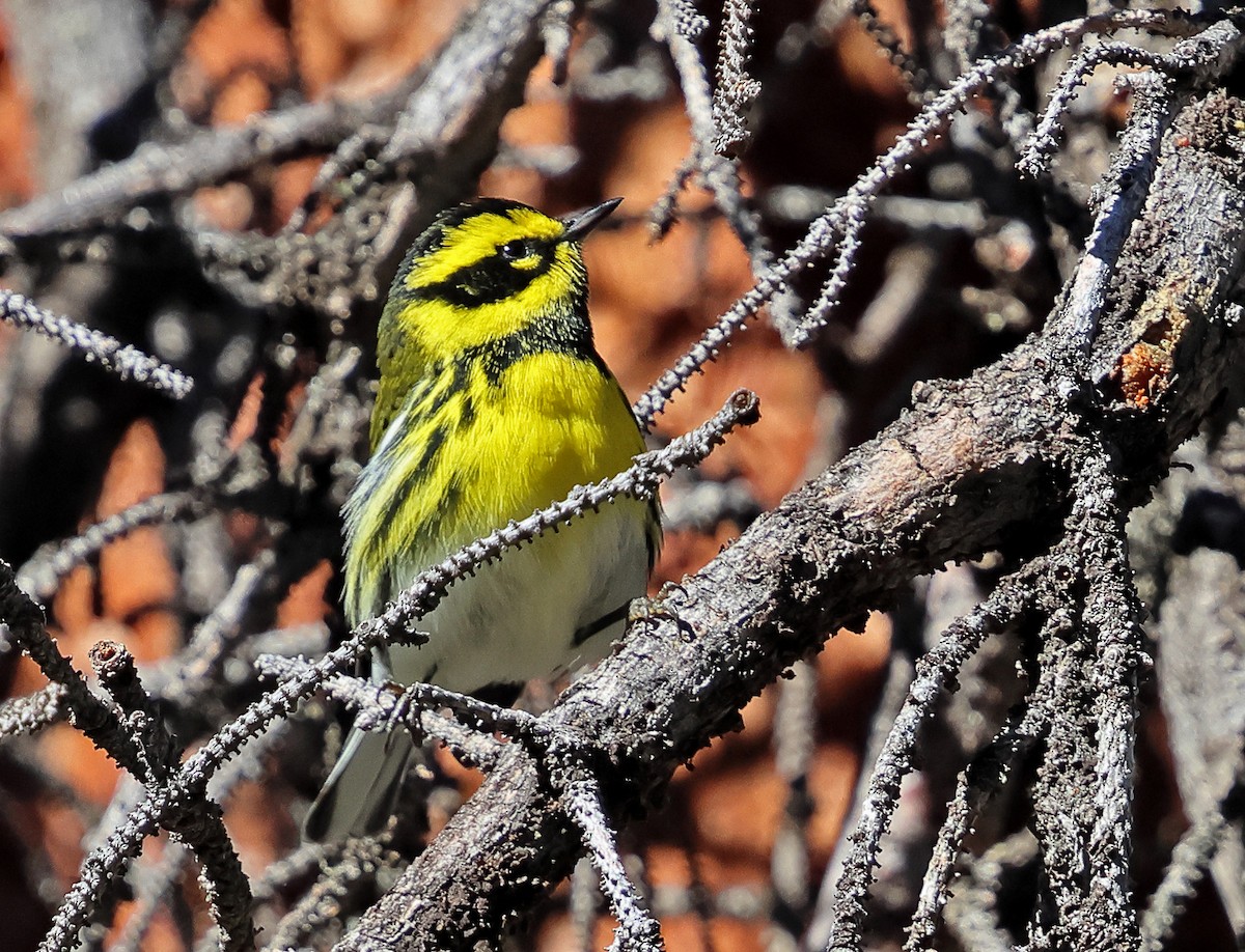Townsend's Warbler - ML641146601