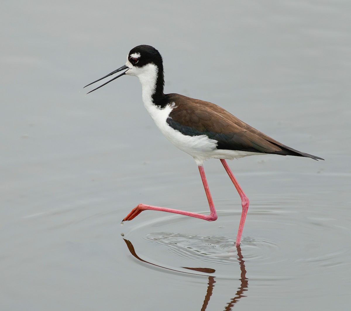 Black-necked Stilt - ML641146605
