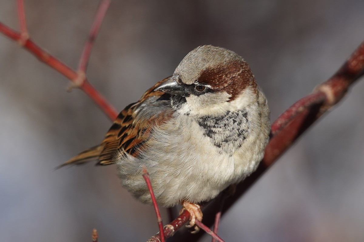House Sparrow - ML641146607
