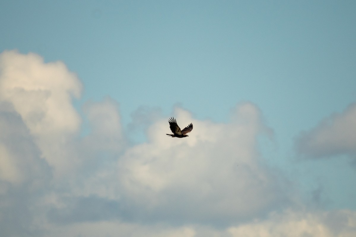 Bald Eagle - ML641146614