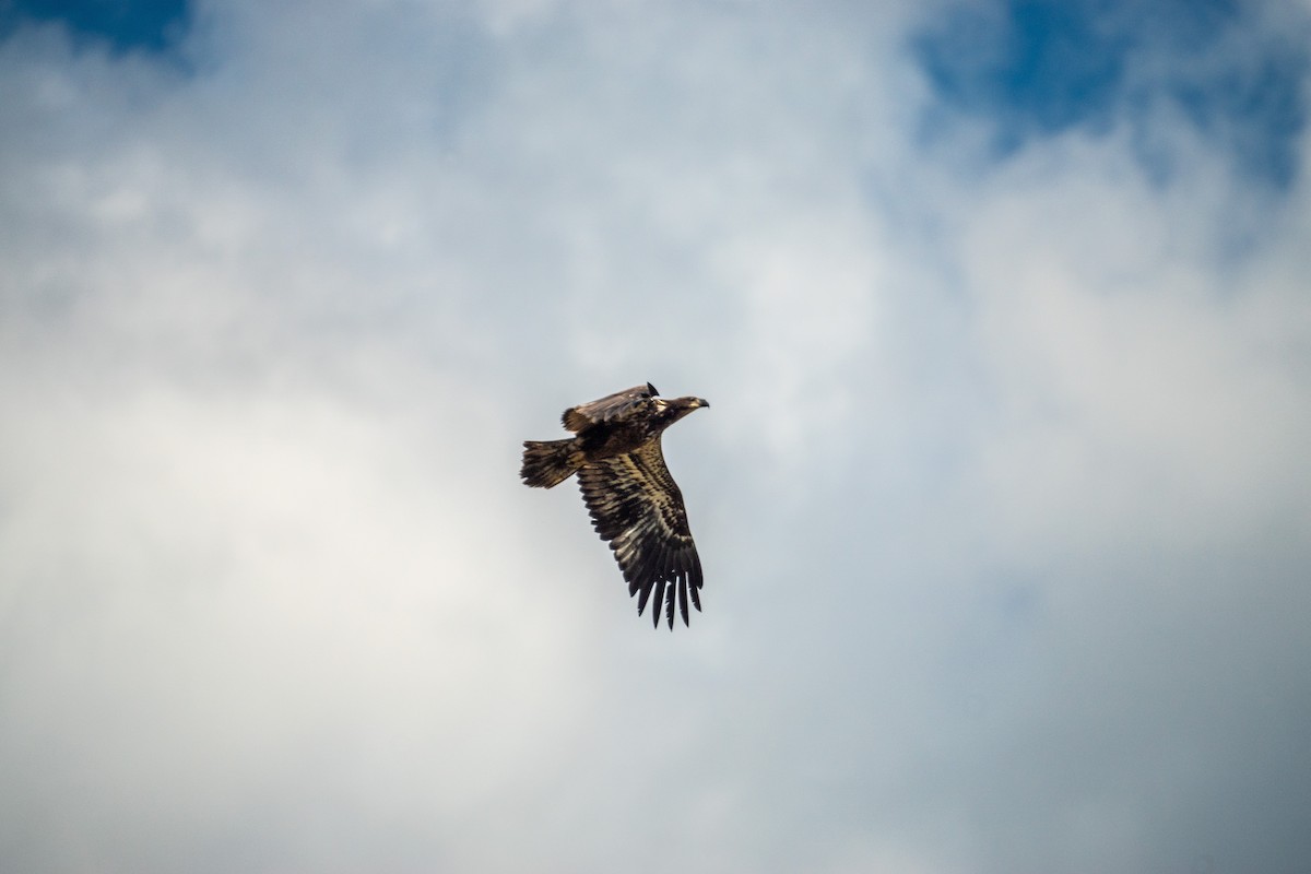 Bald Eagle - ML641146620