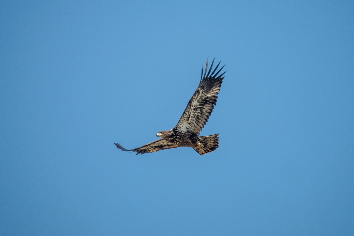 Bald Eagle - ML641146625