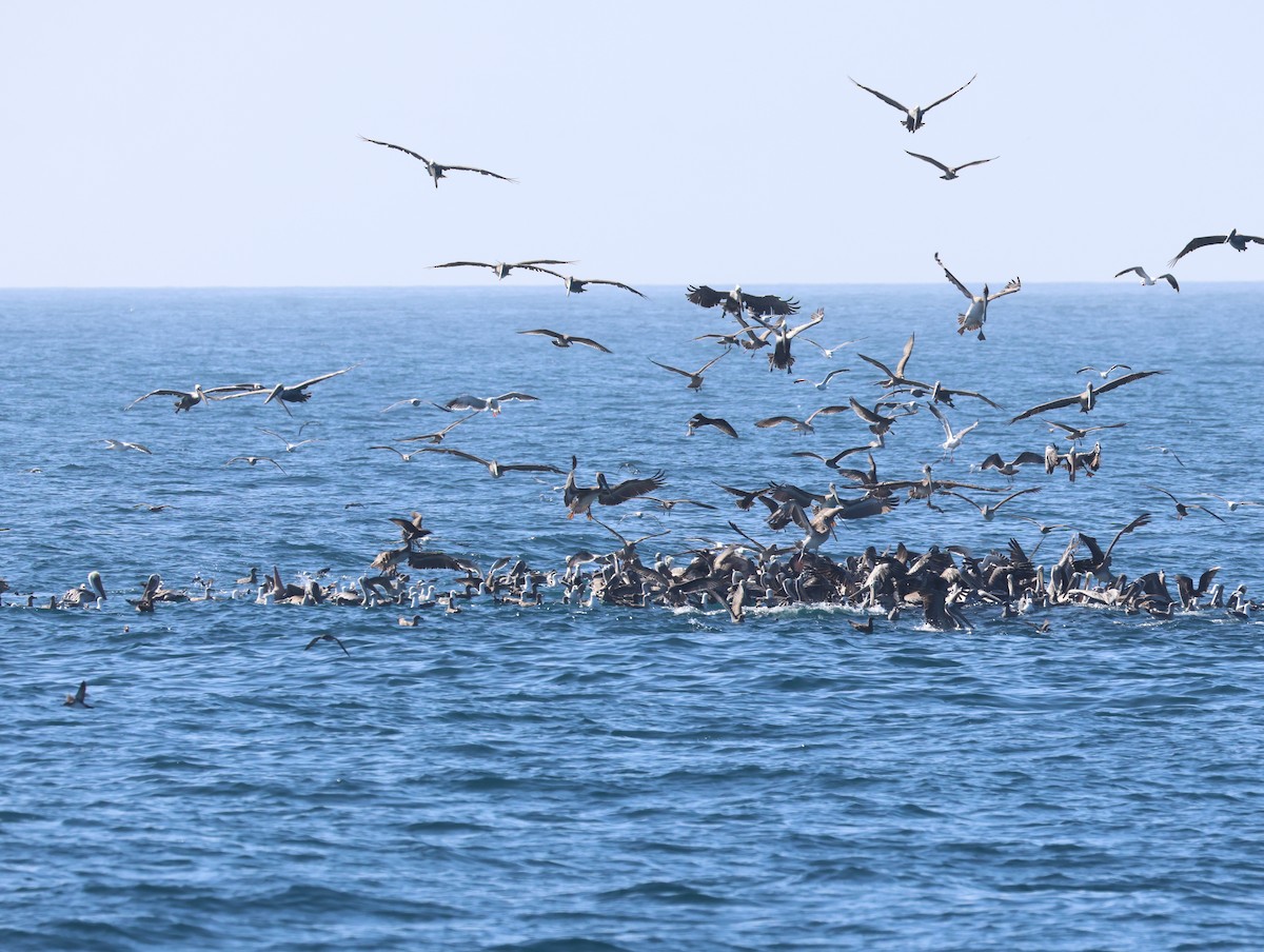 Brown Pelican - ML641146626