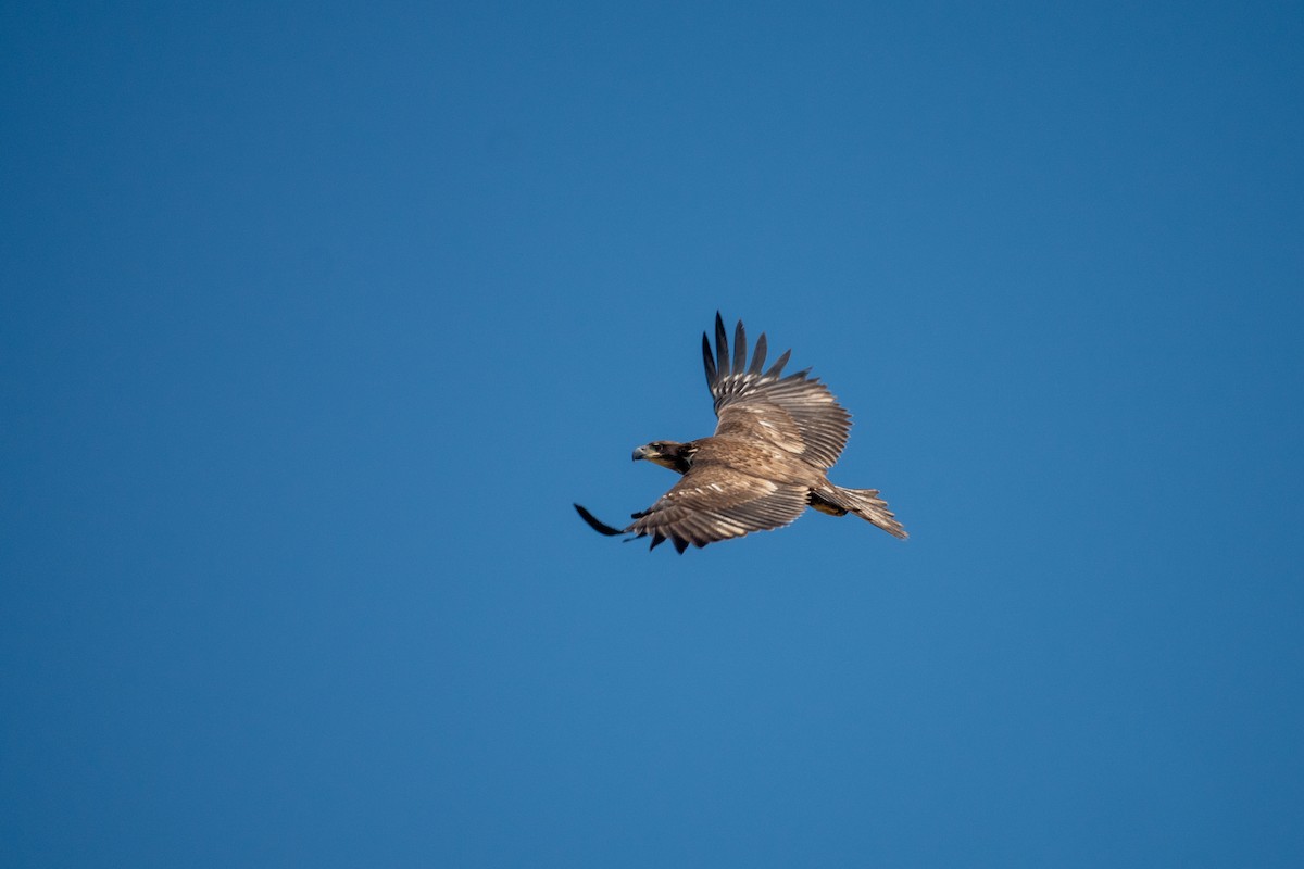 Bald Eagle - ML641146630