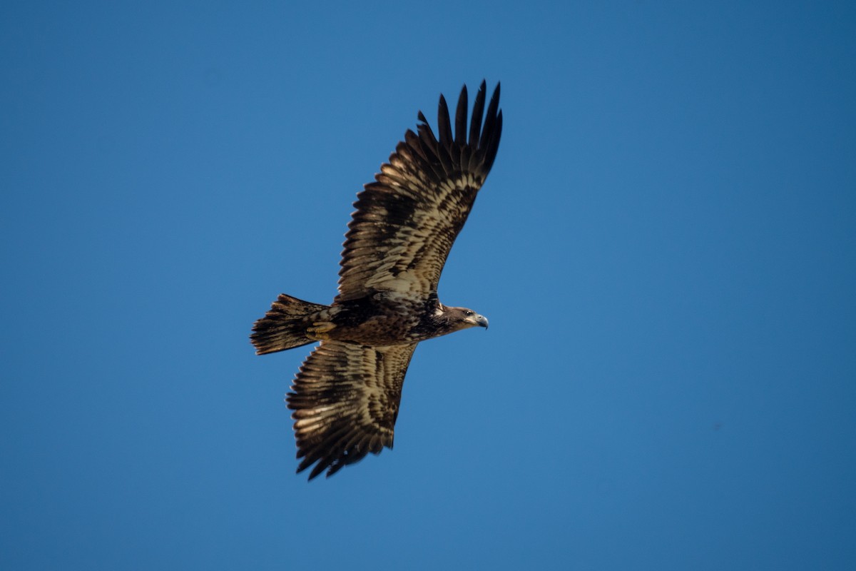 Bald Eagle - ML641146631