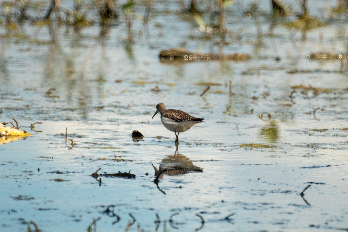 Solitary Sandpiper - ML641146647