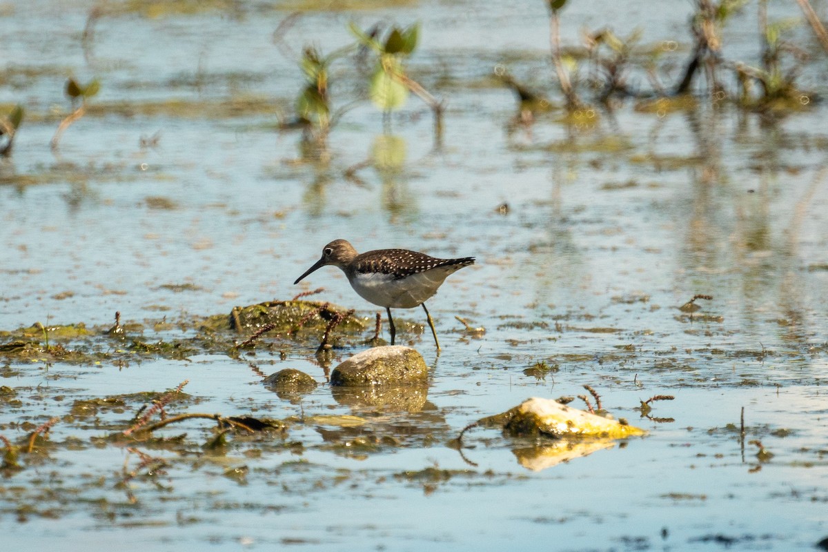 Solitary Sandpiper - ML641146651