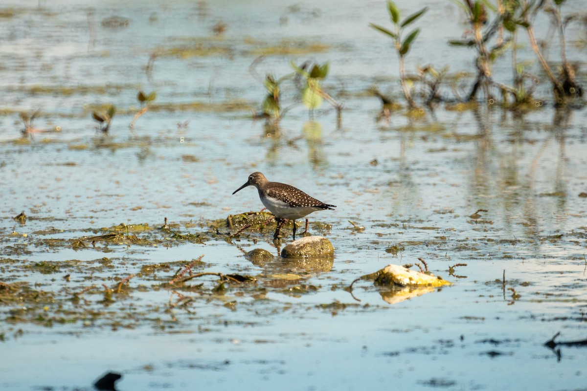 Solitary Sandpiper - ML641146662