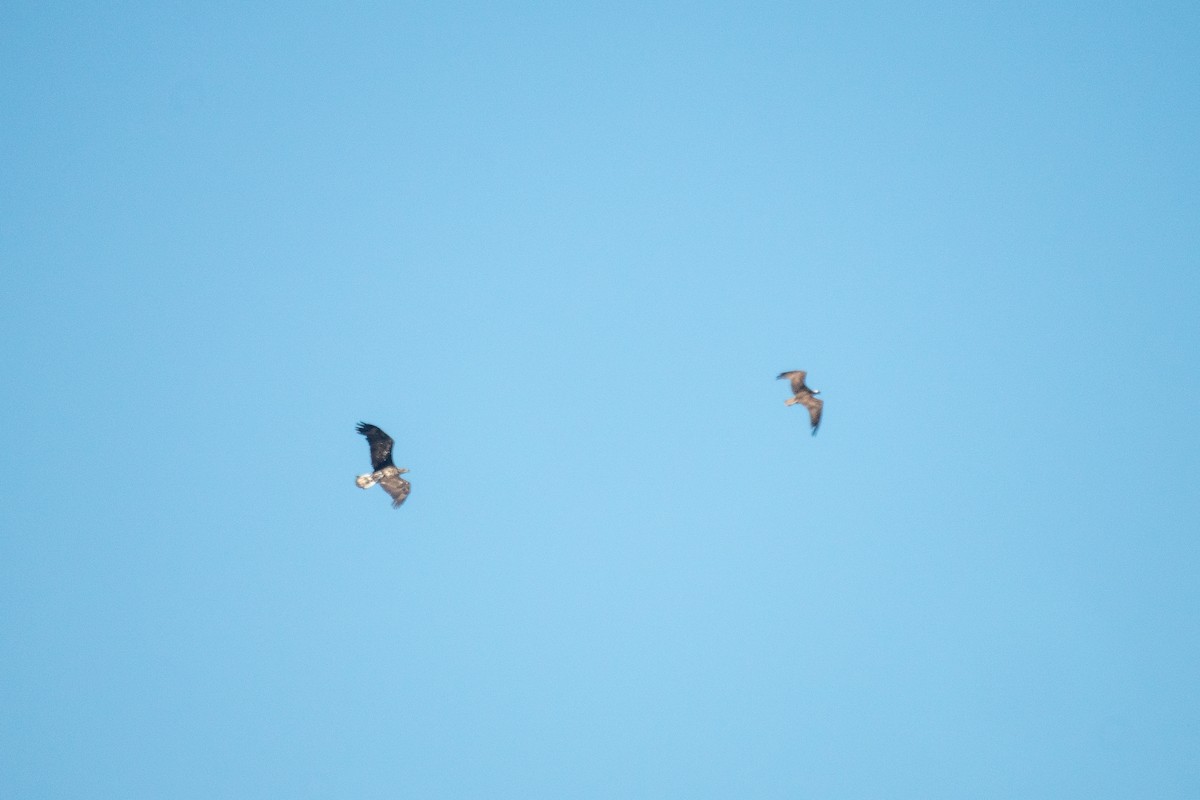 Bald Eagle - ML641146675