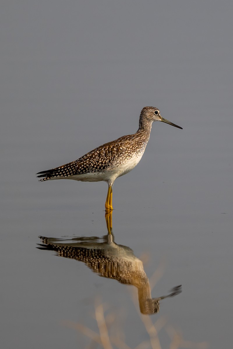 Greater Yellowlegs - ML641146677