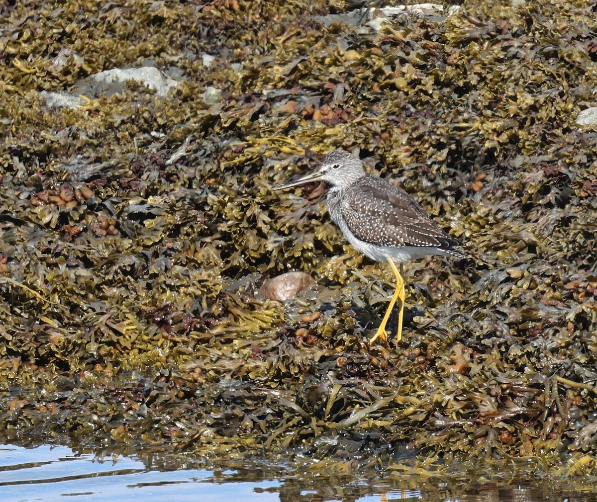 Greater Yellowlegs - ML641146678