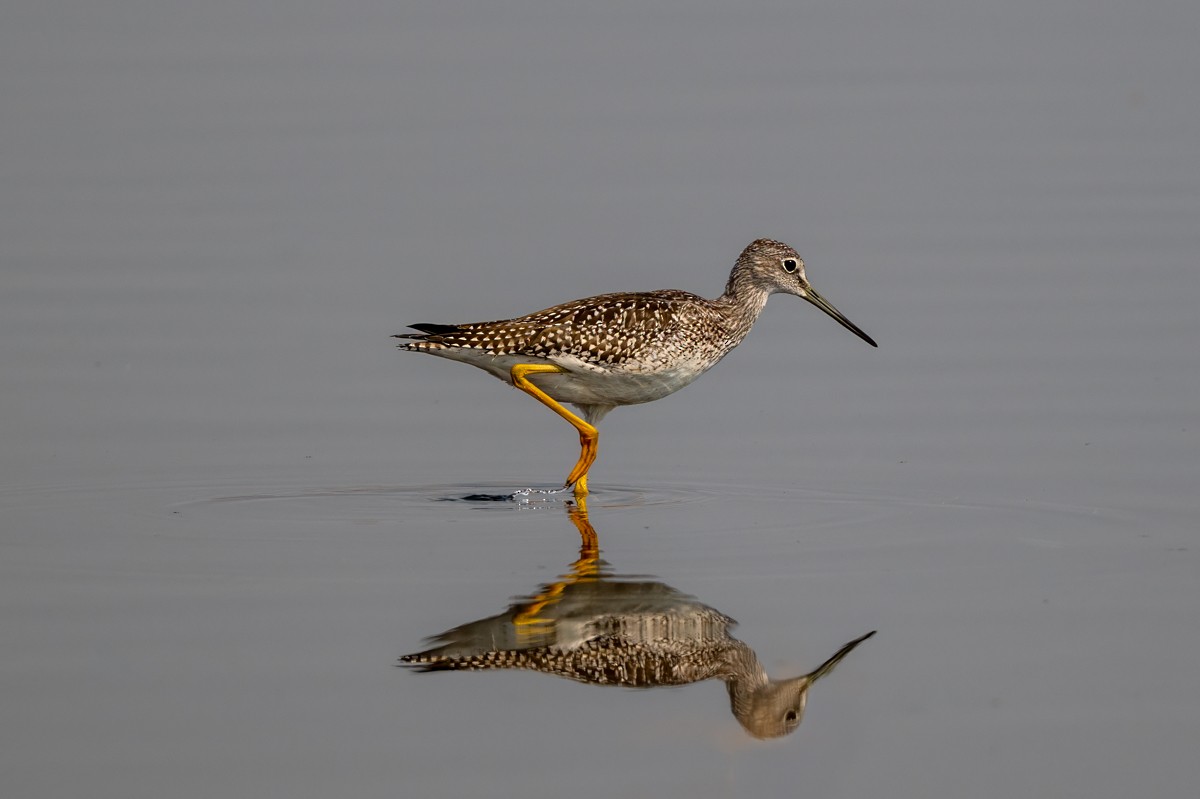 Greater Yellowlegs - ML641146681