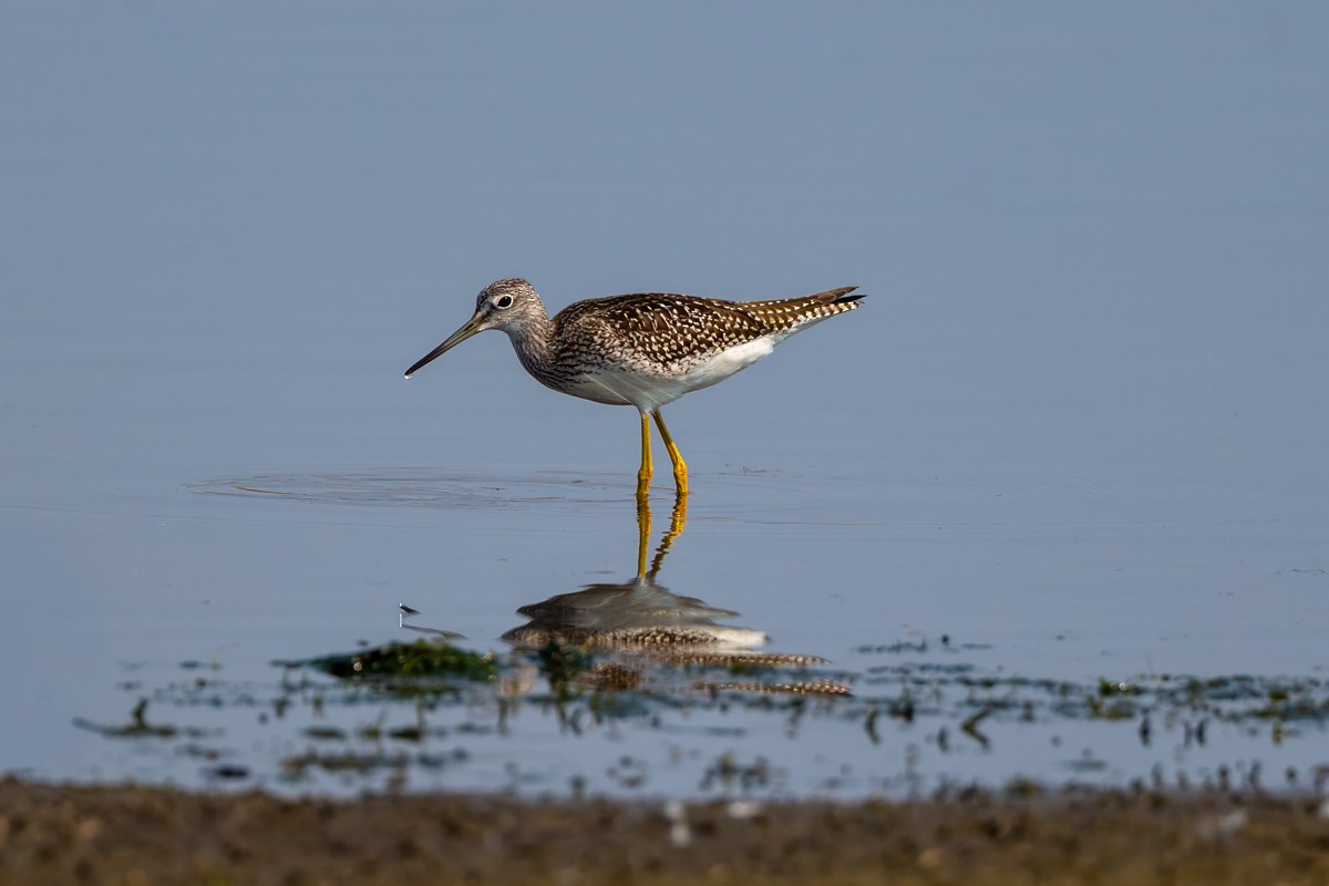 Greater Yellowlegs - ML641146692