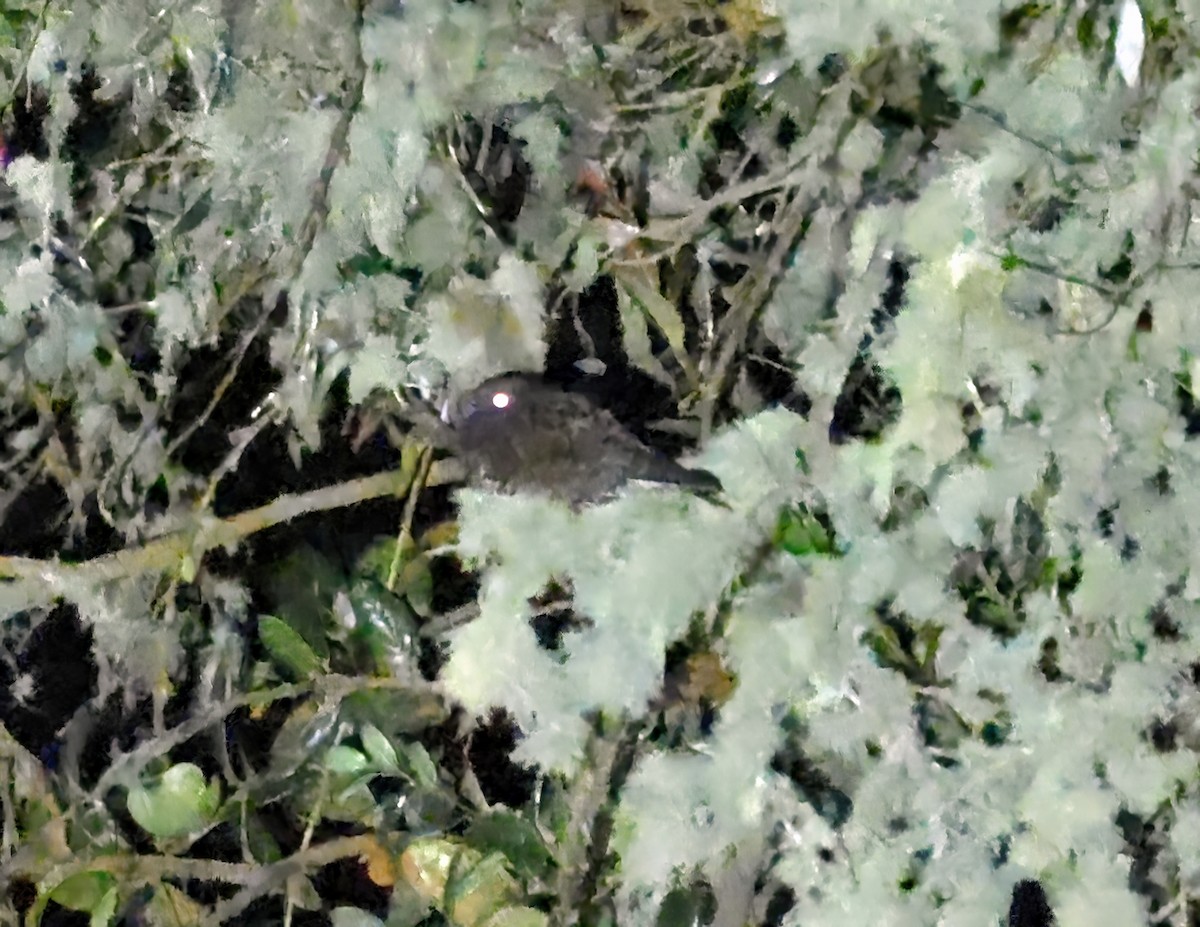 Dusky Nightjar - ML641146732