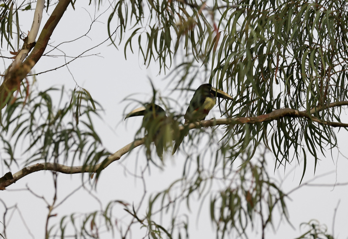 Black-necked Aracari - ML641146749