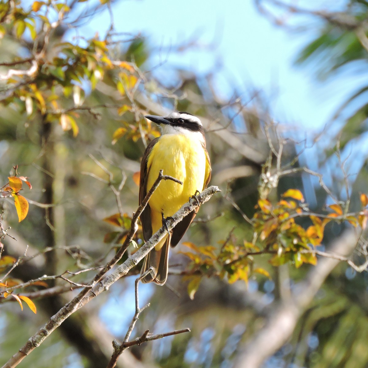 Great Kiskadee - ML641146772